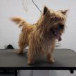 Cairn terrier 'Cooper' voor de behandeling